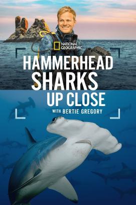 Hammerhaie hautnah mit Bertie Gregory